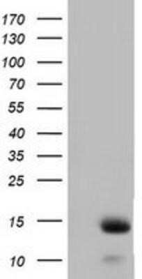 Western Blot: FSH beta Antibody (OTI2A6) - Azide and BSA Free [NBP2-70781] - HEK293T cells were transfected with the pCMV6-ENTRY control (Left lane) or pCMV6-ENTRY FSH beta (Right lane) cDNA for 48 hrs and lysed. Equivalent amounts of cell lysates (5 ug per lane) were separated by SDS-PAGE and immunoblotted with anti-FSH beta.