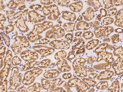Immunohistochemistry-Paraffin: FSTL5 Antibody [NBP3-06067] - Immunochemical staining of human FSTL5 in human kidney with rabbit polyclonal antibody at 1:500 dilution, formalin-fixed paraffin embedded sections.
