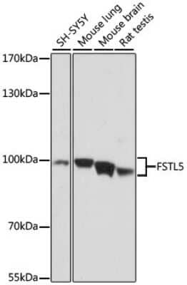 Western Blot FSTL5 Antibody - Azide and BSA Free