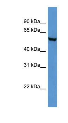 Western Blot: FTO Antibody [NBP1-69021] - Mouse Brain lysate, concentration 0.2-1 ug/ml.