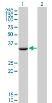 Western Blot: FTS Antibody (2A11) [H00064400-M02] - Analysis of FTS expression in transfected 293T cell line by FTS monoclonal antibody (M02), clone 2A11.Lane 1: FTS transfected lysate(33.1 KDa).Lane 2: Non-transfected lysate.