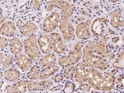 Immunohistochemistry-Paraffin: FTS Antibody [NBP2-97179] - Immunochemical staining of human FTS in human kidney with rabbit polyclonal antibody at 1:100 dilution, formalin-fixed paraffin embedded sections.