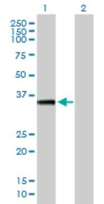 Western Blot: FTS Antibody [H00064400-B01P] - Analysis of AKTIP expression in transfected 293T cell line by AKTIP polyclonal antibody.  Lane 1: FTS transfected lysate(32.12 KDa). Lane 2: Non-transfected lysate.