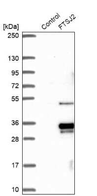 Western Blot: FTSJ2 Antibody [NBP2-30894] - Analysis in control (vector only transfected HEK293T lysate) and FTSJ2 over-expression lysate (Co-expressed with a C-terminal myc-DDK tag (3.1 kDa) in mammalian HEK293T cells).