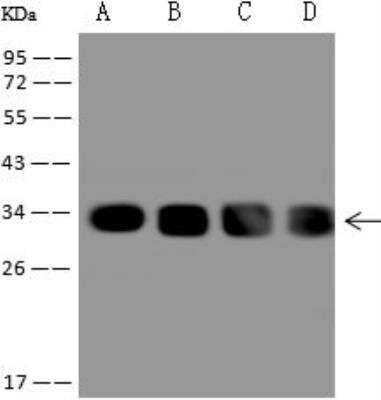 Western Blot: FTSJ2 Antibody [NBP3-12592] - Lane A: U2OS Whole Cell LysateLane B: A431 Whole Cell LysateLane C: K562 Whole Cell LysateLane D: U-251 MG Whole Cell LysateLysates/proteins at 30 ug per lane.SecondaryGoat Anti-Rabbit IgG (H+L)/HRP at 1/10000 dilution.Developed using the ECL technique.Performed under reducing conditions.Predicted band size:27 kDaObserved band size:34 kDa