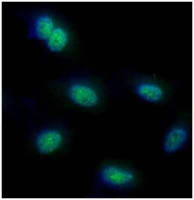 Immunocytochemistry/Immunofluorescence: FUBP1 Antibody (14F5) [NBP2-59448] - Analysis of FUBP1 in HeLa cells line, stained with DAPI (Blue) for nucleus staining and monoclonal anti-human   FUBP1 antibody (1:100) with goat anti-mouse IgG-Alexa fluor 488 conjugate (Green).