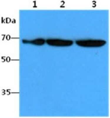 Western Blot: FUBP1 Antibody (14F5) [NBP2-59448] - Lane 1: HeLa cell lysates, Lane 2: HepG2 cell lysates, Lane 3: Jurkat cell lysates