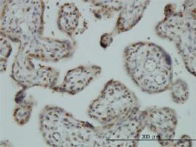 Immunohistochemistry-Paraffin: FUBP1 Antibody (3H4) [H00008880-M01] - Analysis of monoclonal antibody to FUBP1 on formalin-fixed paraffin-embedded human placenta. Antibody concentration 3 ug/ml.