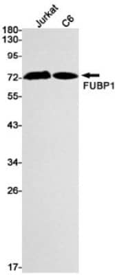 Western Blot: FUBP1 Antibody (S06-4F3) [NBP3-19639] - Western blot detection of FUBP1/FBP in Jurkat, C6 cell lysates using NBP3-19639 (1:1000 diluted). Predicted band size: 68kDa. Observed band size: 74kDa.