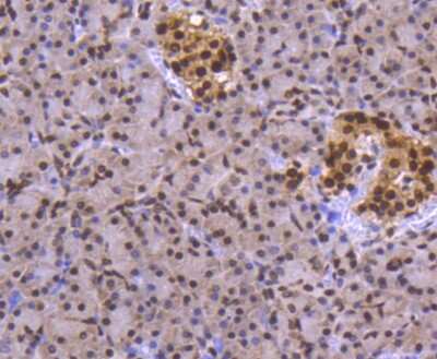 Immunohistochemistry-Paraffin: FUBP1 Antibody (SY11-04) [NBP2-67386] - Analysis of paraffin-embedded human pancreas tissue using anti-FUBP1 antibody. Counter stained with hematoxylin.