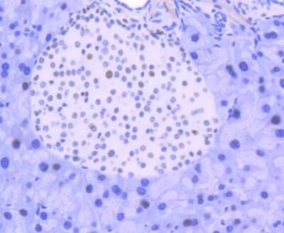 Immunohistochemistry-Paraffin: FUBP1 Antibody (SY11-04) [NBP2-67386] - Analysis of paraffin-embedded mouse pancreas tissue using anti-FUBP1 antibody. Counter stained with hematoxylin.