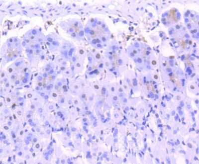 Immunohistochemistry-Paraffin: FUBP1 Antibody (SY11-04) [NBP2-67386] - Analysis of paraffin-embedded mouse stomach tissue using anti-FUBP1 antibody. Counter stained with hematoxylin.