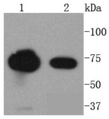Western Blot: FUBP1 Antibody (SY11-04) [NBP2-67386] - Analysis of FUBP1 on different lysates using anti-FUBP1 antibody at 1/1,000 dilution. Positive control: Lane 1: Hela Lane 2: Raji