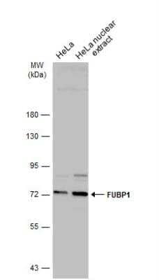 Western Blot: FUBP1 Antibody [NBP2-16542] - Hela whole cell and nuclear extracts (30 ug) were separated by 7.5% SDS-PAGE, and the membrane was blotted with FUBP1 antibody diluted at 1:5000. The HRP-conjugated anti-rabbit IgG antibody (NBP2-19301) was used to detect the primary antibody.