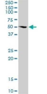 Western Blot: FUBP3 Antibody [H00008939-B01P] - Analysis of FUBP3 expression in HeLa.