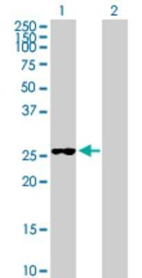 Western Blot: FUBP3 Antibody [H00008939-B01P] - Analysis of FUBP3 expression in transfected 293T cell line by FUBP3 polyclonal antibody.  Lane 1: FUBP3 transfected lysate(28.71 KDa). Lane 2: Non-transfected lysate.