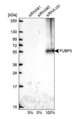 Western Blot FUBP3 Antibody - BSA Free