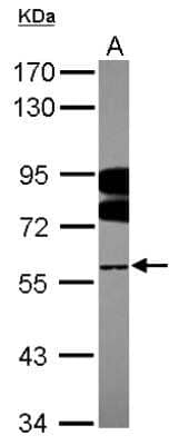 Western Blot: FUBP3 Antibody [NBP2-16544] - Sample (30 ug of whole cell lysate) A: Hep G2 12% SDS PAGE gel, diluted at 1:2000.