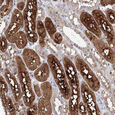 Immunohistochemistry-Paraffin: FUCA2 Antibody [NBP1-85192] - Staining of human kidney shows strong cytoplasmic positivity in cells of tubules.