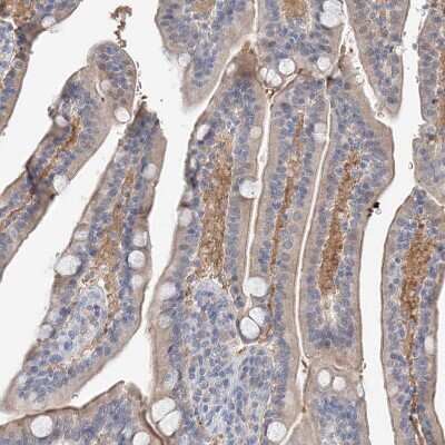 Immunohistochemistry-Paraffin: FUCA2 Antibody [NBP1-85192] - Staining of human duodenum shows weak cytoplasmic positivity in glandular cells.