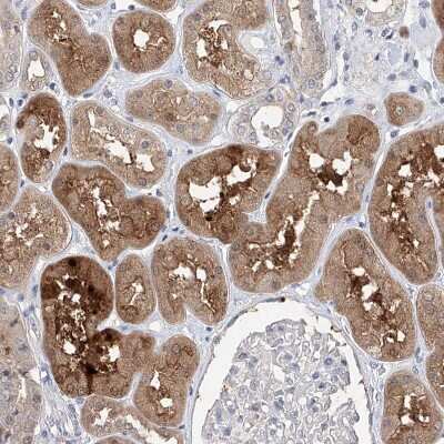 Immunohistochemistry-Paraffin: FUCA2 Antibody [NBP1-85192] - Staining of human kidney shows moderate to strong cytoplasmic positivity in cells in tubules.