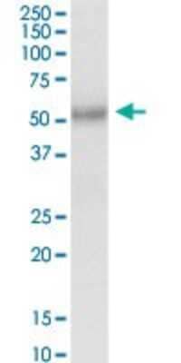 Western Blot: FUCA2 Antibody [H00002519-D01P] - Analysis of FUCA2 expression in human placenta.