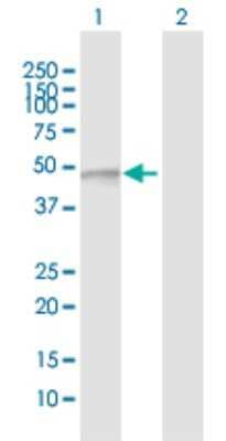 Western Blot: FUCA2 Antibody [H00002519-D01P] - Analysis of FUCA2 expression in transfected 293T cell line by FUCA2 polyclonal antibody.Lane 1: FUCA2 transfected lysate(54.10 KDa).Lane 2: Non-transfected lysate.