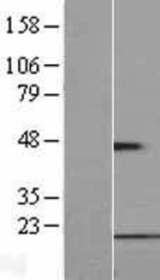 Western Blot FUNDC1 Overexpression Lysate