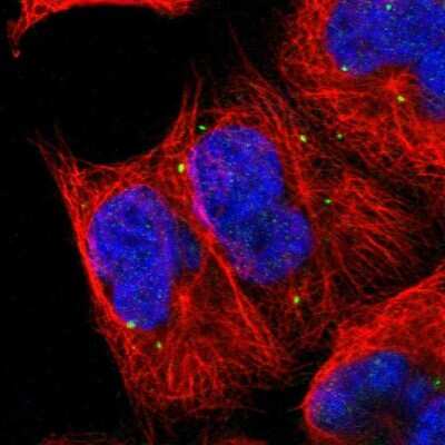 Immunocytochemistry/Immunofluorescence: FUR1 Antibody [NBP1-87979] - Staining of human cell line A-431 shows localization to vesicles. Antibody staining is shown in green.