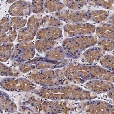 Immunohistochemistry-Paraffin: FUR1 Antibody [NBP1-87979] - Staining of human stomach shows cytoplasmic positivity in glandular cells.