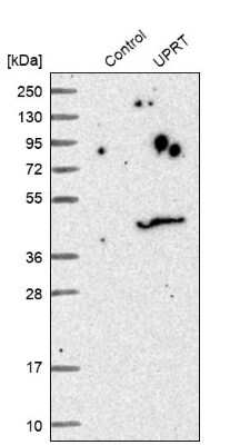 Western Blot: FUR1 Antibody [NBP1-87979] - Analysis in control (vector only transfected HEK293T lysate) and UPRT over-expression lysate (Co-expressed with a C-terminal myc-DDK tag (3.1 kDa) in mammalian HEK293T cells).