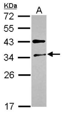 Western Blot: FUS2 Antibody [NBP2-16548] - Sample (30 ug of whole cell lysate) A: HCT116 12% SDS PAGE gel, diluted at 1:1000.