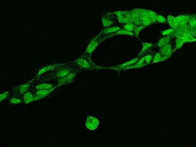 Immunocytochemistry/Immunofluorescence: FUSIP1 Antibody [NBP2-97993] - Immunofluorescence staining of FUSIP1 in HEK293 cells. Cells were fixed with 4% PFA, permeabilzed with 0.1% Triton X-100 in PBS, blocked with 10% serum, and incubated with rabbit anti-Human FUSIP1 polyclonal antibody (dilution ratio 1:200) at 4C overnight. Then cells were stained with the Alexa Fluor(R)488-conjugated Goat Anti-rabbit IgG secondary antibody (green). Positive staining was localized to Nucleus.