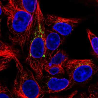 Immunocytochemistry/Immunofluorescence: FUT6 Antibody [NBP2-55006] - Staining of human cell line Hep G2 shows localization to the Golgi apparatus.