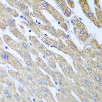 Immunohistochemistry-Paraffin FUT6 Antibody - BSA Free