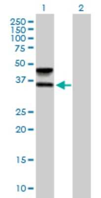 Western Blot: FUT6 Antibody [H00002528-B01P] - Analysis of FUT6 expression in transfected 293T cell line by FUT6 polyclonal antibody.  Lane 1: FUT6 transfected lysate(39.49 KDa). Lane 2: Non-transfected lysate.