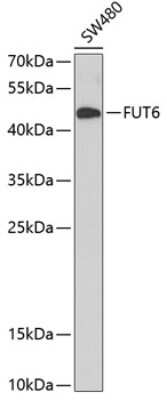 Western Blot FUT6 Antibody - BSA Free