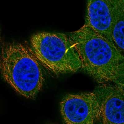 Immunocytochemistry/ Immunofluorescence FUT9 Antibody