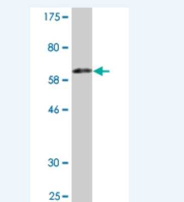 Western Blot: FVT1 Antibody (3E8.) [H00002531-M09] - Detection against Immunogen (62.15 KDa) .