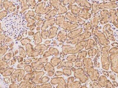 Immunohistochemistry-Paraffin: FXC1 Antibody [NBP3-06236] - Immunochemical staining of human FXC1 in human kidney with rabbit polyclonal antibody at 1:100 dilution, formalin-fixed paraffin embedded sections.