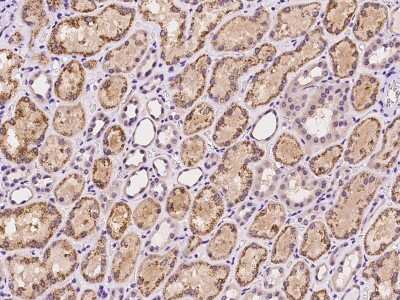 Immunohistochemistry-Paraffin: FXR1 Antibody [NBP2-97956] - Immunochemical staining of human FXR1 in human brain with rabbit polyclonal antibody at 1:100 dilution, formalin-fixed paraffin embedded sections.