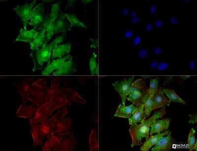 Immunocytochemistry/Immunofluorescence: FXR2 Antibody (1G2) - Azide and BSA Free [NBP2-80744] - FXR2 (1G2) antibody was tested in HeLa cells with DyLight 488 (green). Nuclei and alpha-tubulin were counterstained with DAPI (blue) and Dylight 550 (red). Image from the standard format of this antibody.