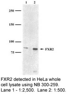 Western Blot: FXR2 Antibody (1G2) - Azide and BSA Free [NBP2-80744] - Whole cell HeLa lysate at a concentration of 1:2500 (lane 1) and 1:500 (lane 2). Image from the standard format of this antibody.