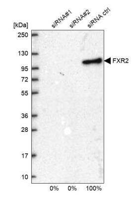 Western Blot FXR2 Antibody