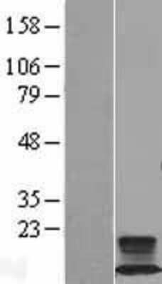 Western Blot: FXYD2 Overexpression Lysate (Adult Normal) [NBL1-10877] Left-Empty vector transfected control cell lysate (HEK293 cell lysate); Right -Over-expression Lysate for FXYD2.