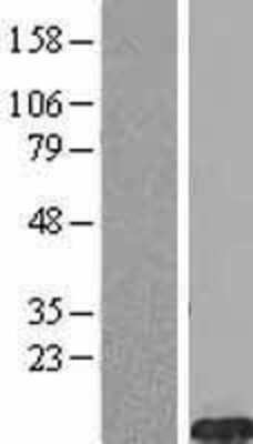 Western Blot: FXYD2 Overexpression Lysate (Adult Normal) [NBL1-10878] Left-Empty vector transfected control cell lysate (HEK293 cell lysate); Right -Over-expression Lysate for FXYD2.