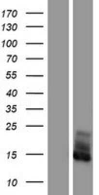 Western Blot: FXYD2 Overexpression Lysate (Adult Normal) [NBP2-09449] Left-Empty vector transfected control cell lysate (HEK293 cell lysate); Right -Over-expression Lysate for FXYD2.