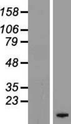 Western Blot: FXYD4 Overexpression Lysate (Adult Normal) [NBL1-10879] Left-Empty vector transfected control cell lysate (HEK293 cell lysate); Right -Over-expression Lysate for FXYD4.