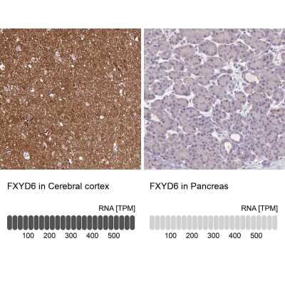 Immunohistochemistry-Paraffin: FXYD6 Antibody [NBP1-91915] - Analysis in human cerebral cortex and pancreas tissues using NBP1-91915 antibody. Corresponding FXYD6 RNA-seq data are presented for the same tissues.