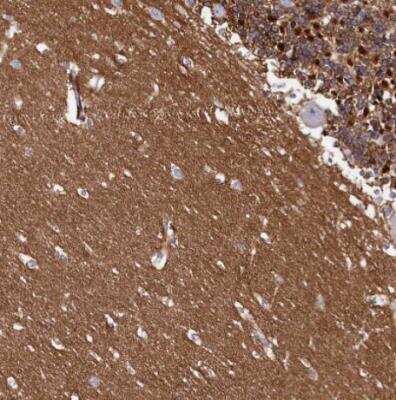 Immunohistochemistry-Paraffin: FXYD6 Antibody [NBP1-91915] - Staining of human cerebellum shows strong membranous positivity in cells in molecular layer.